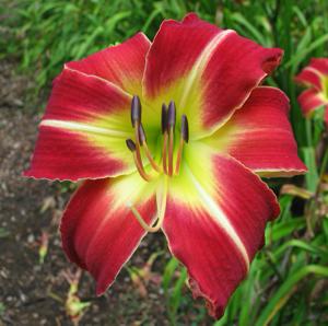 SEPTEMBER FLAME