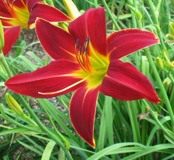 FREDS_RED