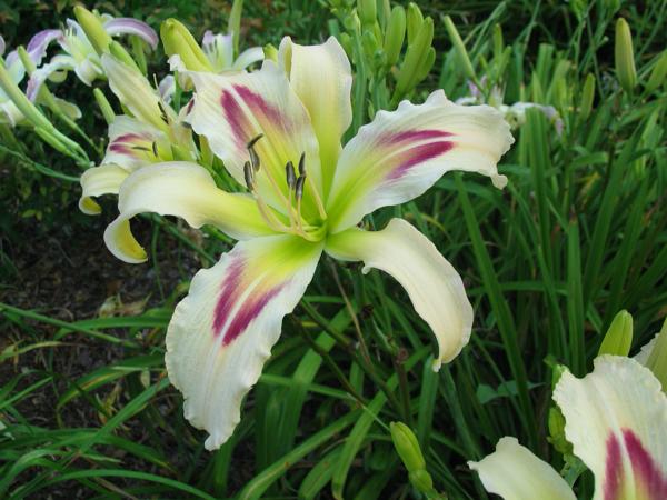 STARFISH_PRIME