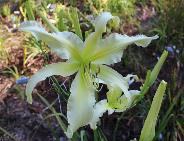 Garden_Ghost_2