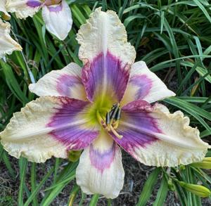 JUNE JEWEL
