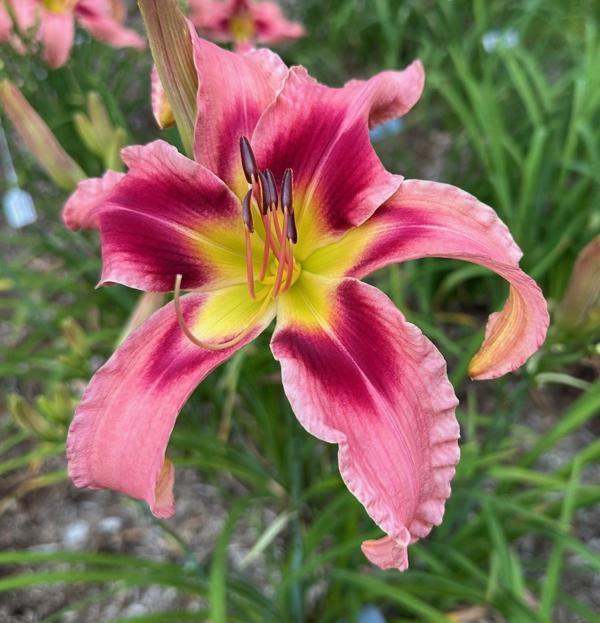 5023 red on pink1