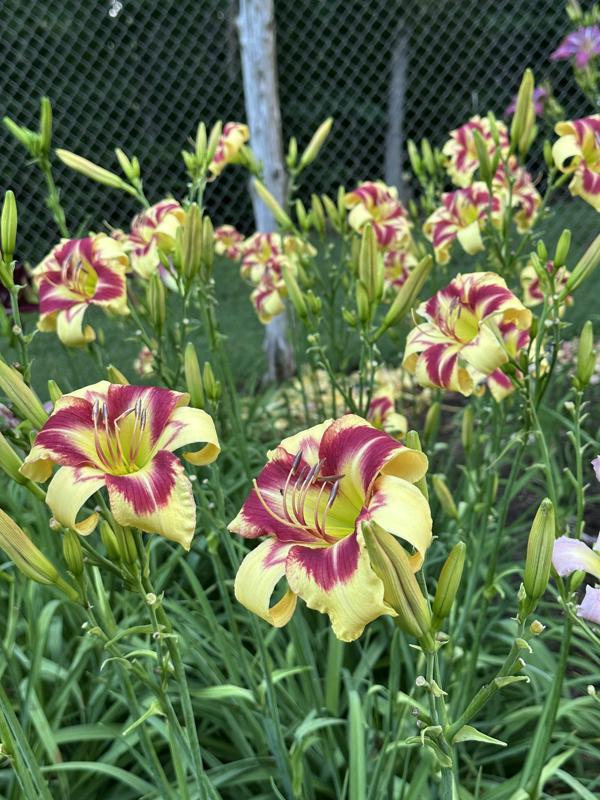 yellow red eye 1