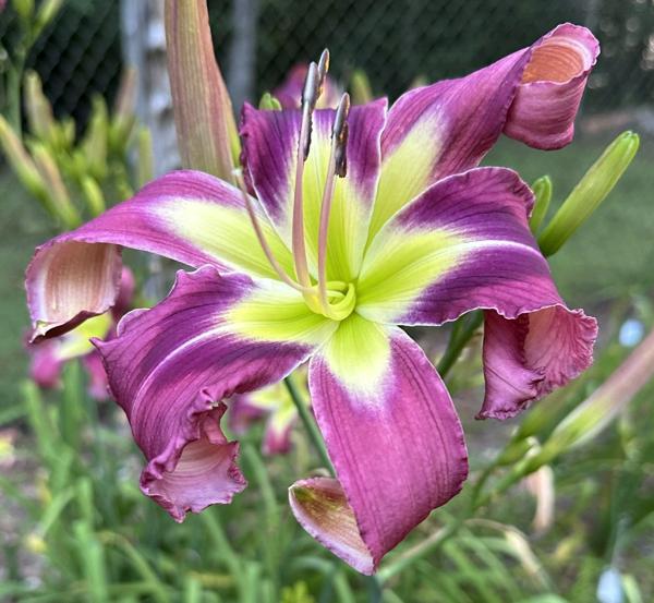 #18 Tall late blue-lavender 1_single_bloom