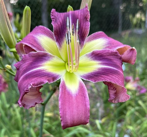 purple #18 1